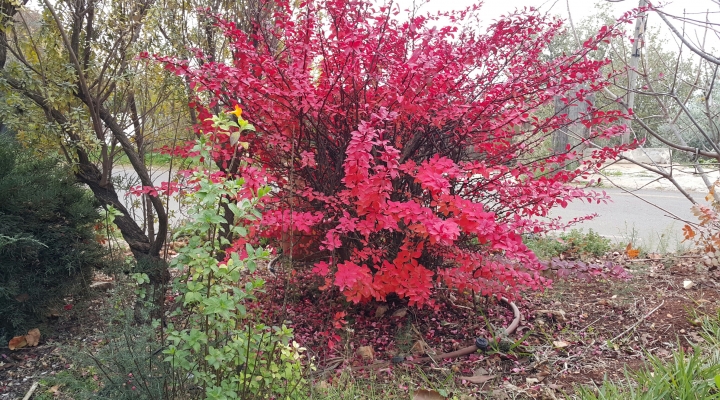 פורח בארץ הגליל צימרים באמירים