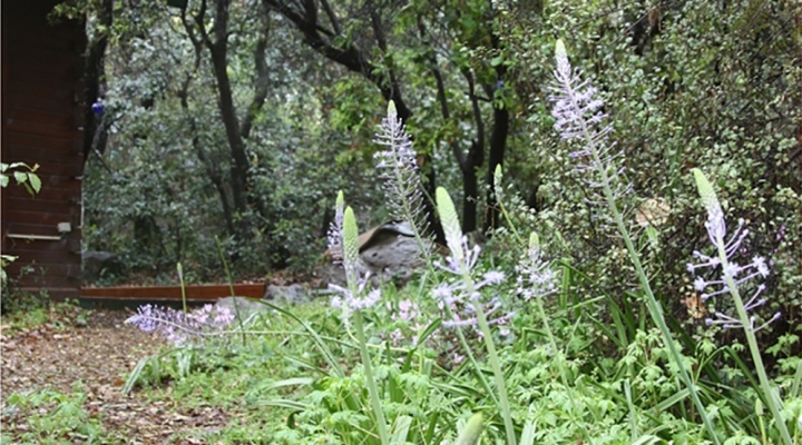 צימרים באמירים בחורש הטבעי