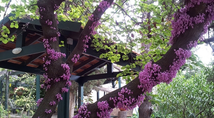 גינה מלבלבת ארץ הגליל באמירים