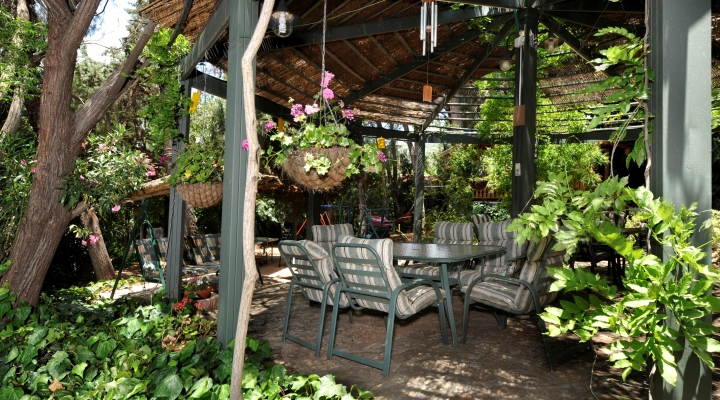 הפרגולה בגינה מבט מקרוב צימרים למשפחות באמירי