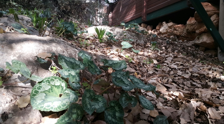 עלי הרקפות בקתות עם אח עצים באמירים