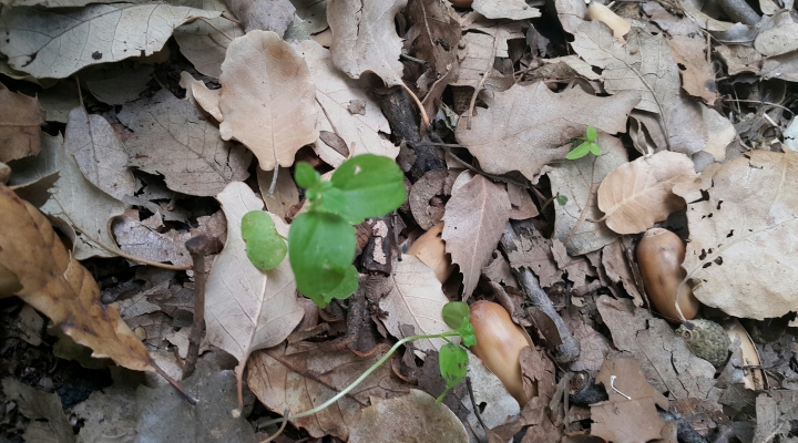 נביטת חורף צימרים באמירים