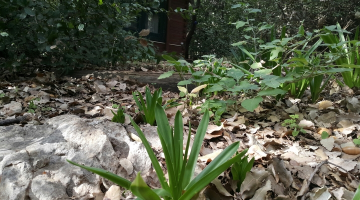 נביטה חדשה בצימרים באמירים