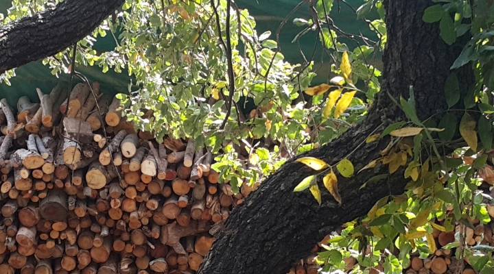 צימרים באמירים עצים לאח עצים